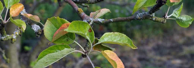 Причины желтения листьев у яблони и способы их предотвращения
