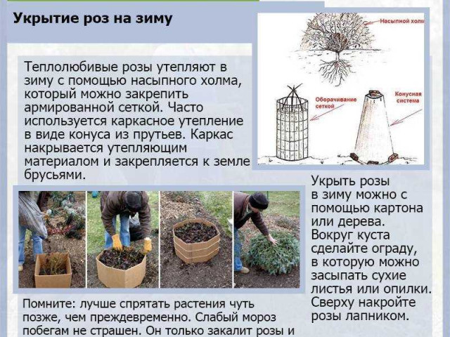 Как правильно подготовить розы к зиме на Урале?