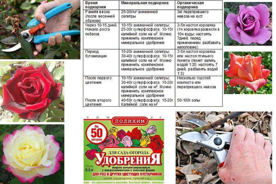 Подкормка пионов в августе и сентябре. Подкормка пионов в августе и сентябре