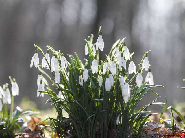 Подснежник — важный символ ранней весны, первый вестник пробуждающейся природы и надежда на новую жизнь