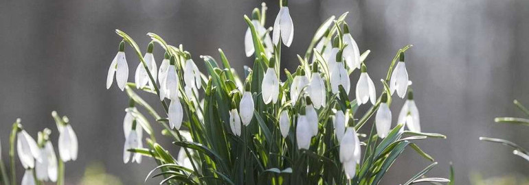 Подснежник — важный символ ранней весны, первый вестник пробуждающейся природы и надежда на новую жизнь