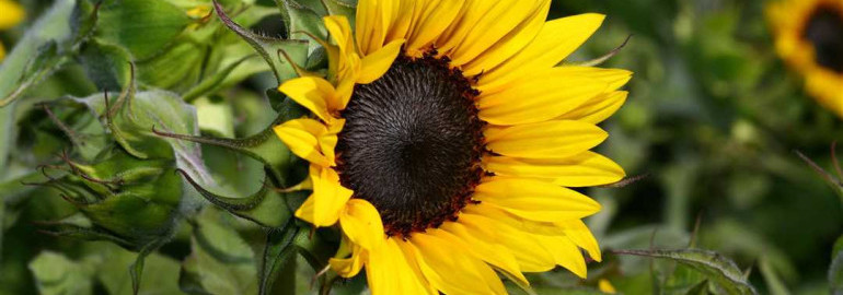 Подсолнух фото цветов - великолепие и символизм желтого летнего красавца
