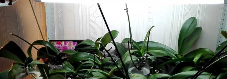 Создаем идеальные условия для роста и цветения орхидей - подсветка в домашних условиях без лишних хлопот и забот