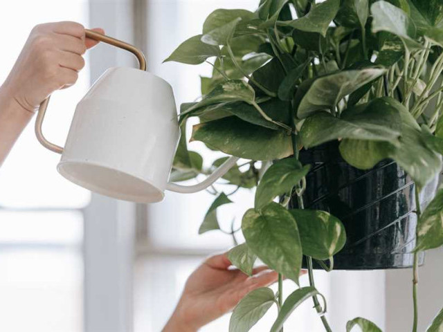 Как правильно поливать комнатные растения для их здорового развития и красоты?