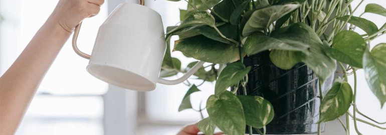 Как правильно поливать комнатные растения для их здорового развития и красоты?