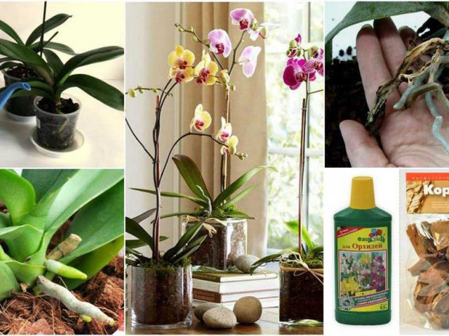 Как правильно поливать орхидею после ее пересадки в домашних условиях