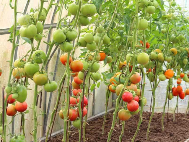 Как выращивать помидоры в парнике - секреты успешного огородничества