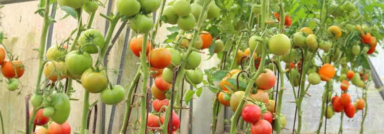 Как выращивать помидоры в парнике - секреты успешного огородничества