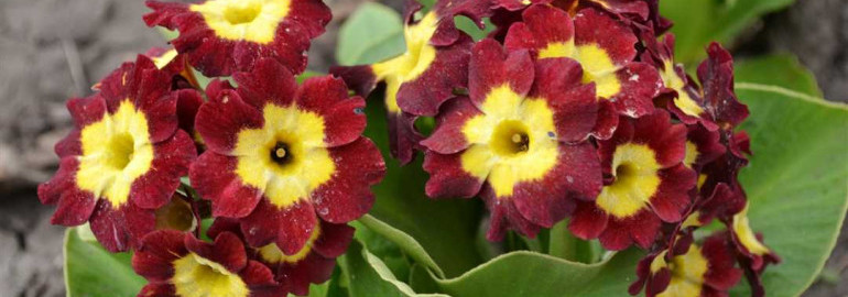 Примула - растение с нежными и красивыми цветками, которое украсит ваш сад