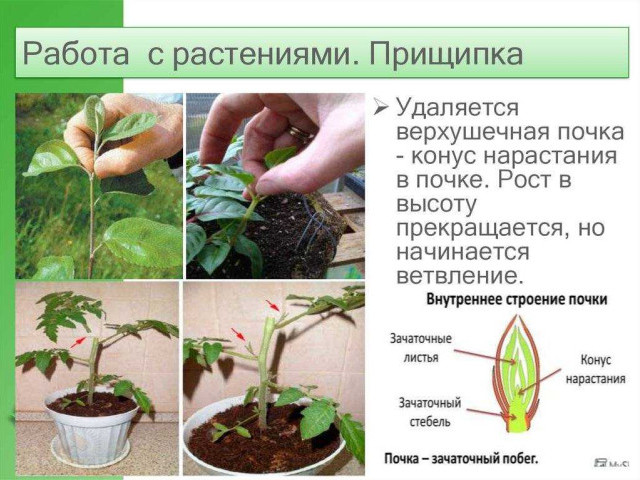 Прищипка растений - 9 способов манипуляции с растениями, которые помогут вам получить богатый урожай и здоровые растения
