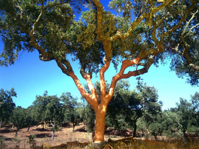 Каким образом фото пробкового дерева могут вдохновить на создание уединенного укромного места в вашем саду