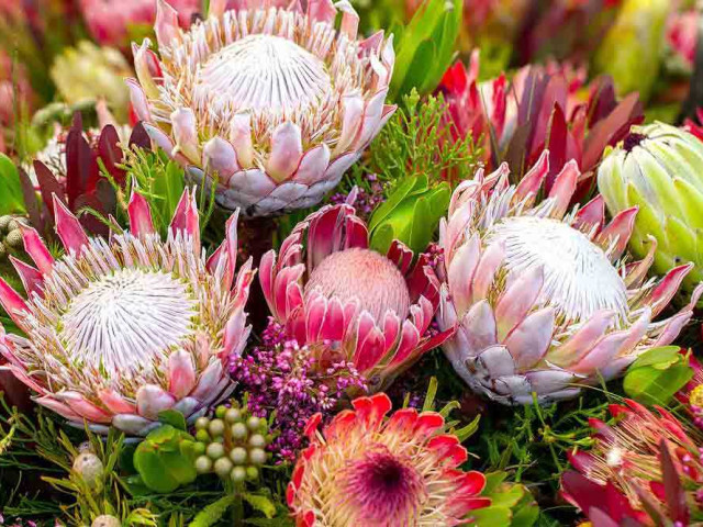 Протея - королева среди цветов - удивительные фотографии этого великолепного растения