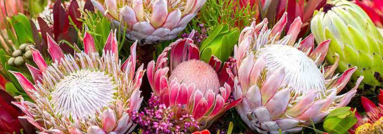 Протея - королева среди цветов - удивительные фотографии этого великолепного растения