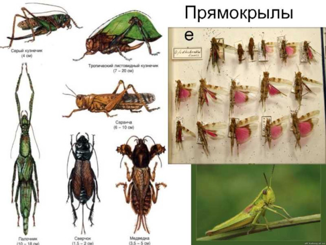 Прямокрылые насекомые — разнообразие видов, особенности строения и роль в экосистемах