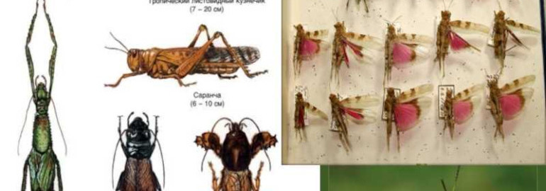 Прямокрылые насекомые — разнообразие видов, особенности строения и роль в экосистемах