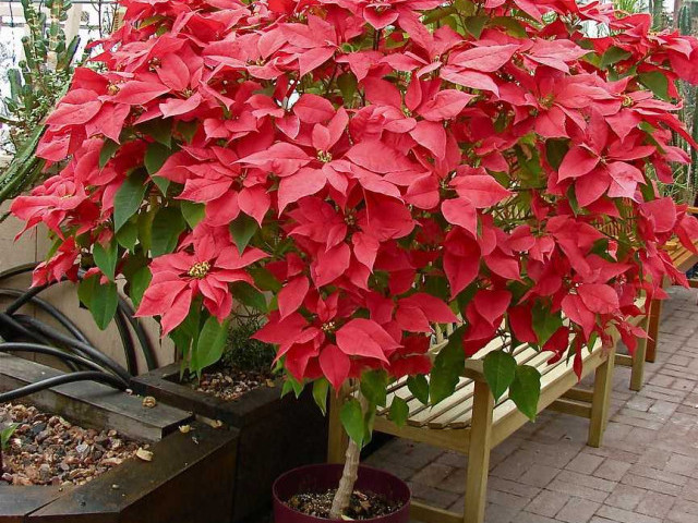 Пуансетия - красивый и популярный растение для украшения интерьера