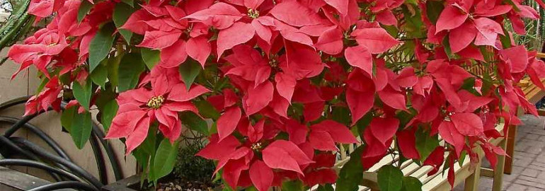 Пуансетия - красивый и популярный растение для украшения интерьера