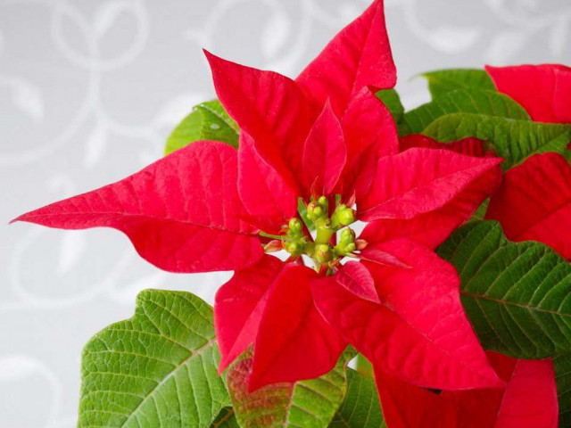 Пуансеттия – красивый растение-декорация к новогодним праздникам и не только, особенности ухода и подбор сортов