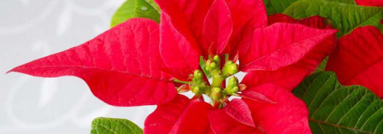 Пуансеттия – красивый растение-декорация к новогодним праздникам и не только, особенности ухода и подбор сортов