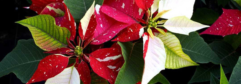 Пуансеттия красная - королева рождественских растений, которая украсит ваш дом и подарит радость и тепло в праздничные дни