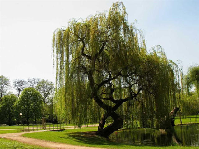 Волшебное Ракита дерево - фото, описание, легенда