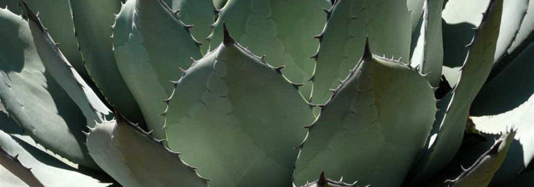 Удивительные фотоагравы - загляни в мир экзотического растения и узнай, как они становятся настоящей украшением интерьера!