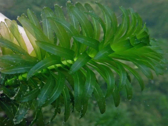 Растение элодея - интересные факты и подробное фото