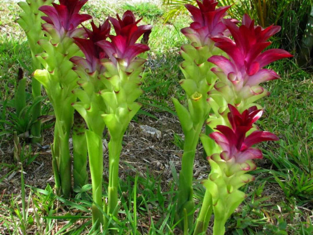 Фото растения куркума - узнайте больше о внешнем виде этого удивительного растения и его лечебных свойствах!