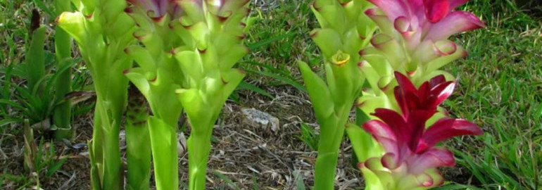 Фото растения куркума - узнайте больше о внешнем виде этого удивительного растения и его лечебных свойствах!
