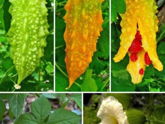 Фотографии и описание растения момордика - узнайте все о чудесной плодовой лиане!