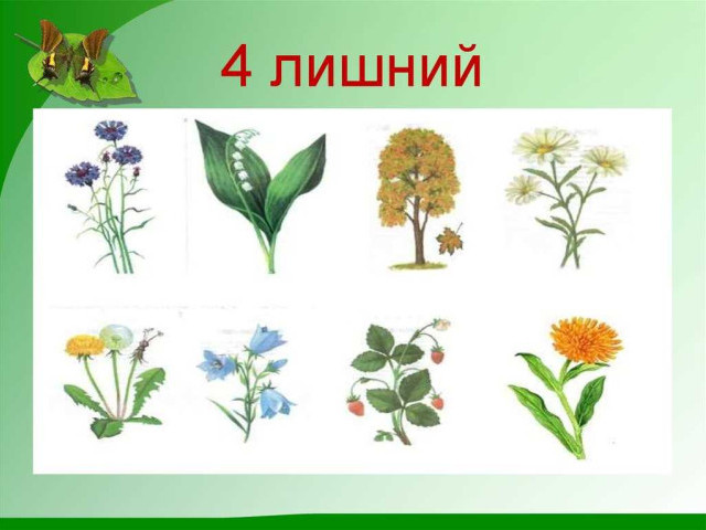 Растение на й - какие существуют виды, как ухаживать и размножать, а также преимущества и применение
