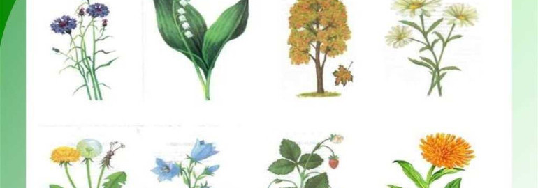 Растение на й - какие существуют виды, как ухаживать и размножать, а также преимущества и применение