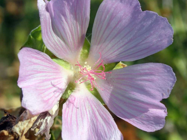 Абутилон, или цветок свободы - описание, особенности растения семейства мальвовых и его популярные виды