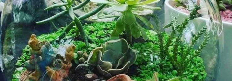 Лучшие растения для оформления террариума и создания уникального растительного мира