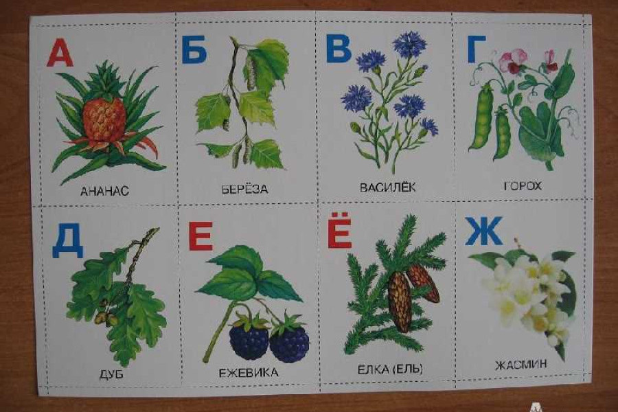 Азбука из названия цветов. Растения на букву а. Азбука растений в картинках. Растение на букву д.