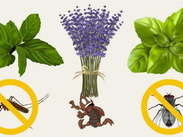 Растения, которые природным образом отпугивают комаров - как избавиться от назойливых насекомых с помощью растений