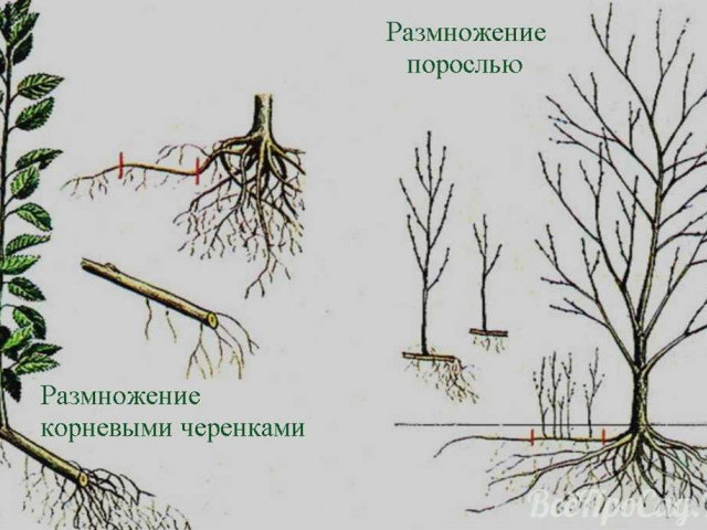 Воспроизводство деревьев путем укоренения черенками - методы и практическое применение