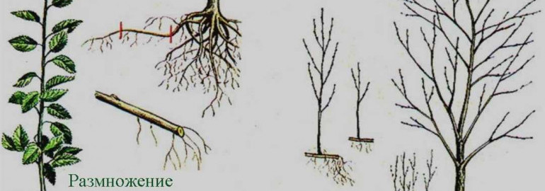 Воспроизводство деревьев путем укоренения черенками - методы и практическое применение