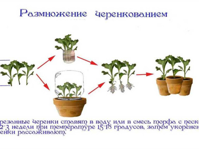 Как размножить комнатные растения - семенами, делением, черенками и листочками