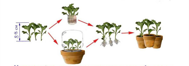 Как размножить комнатные растения - семенами, делением, черенками и листочками