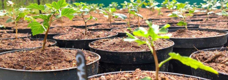 Как размножить крыжовник черенками осенью - подробная инструкция для садоводов