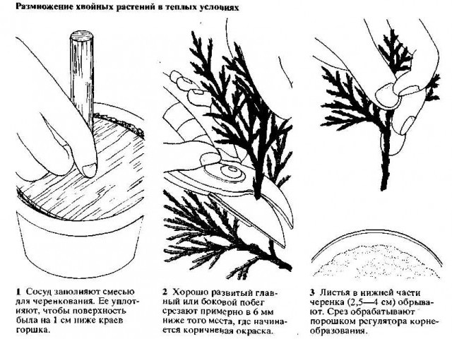 Как размножить можжевельник осенью с помощью черенков - подробное руководство и советы