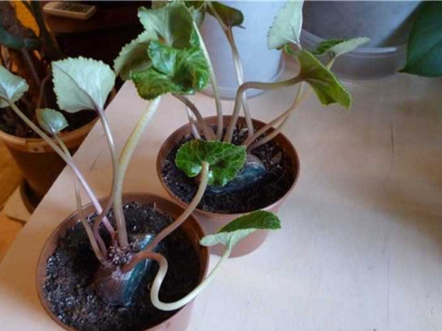 Посадка и размножение цикламена - основные приемы деления клубня для получения новых растений