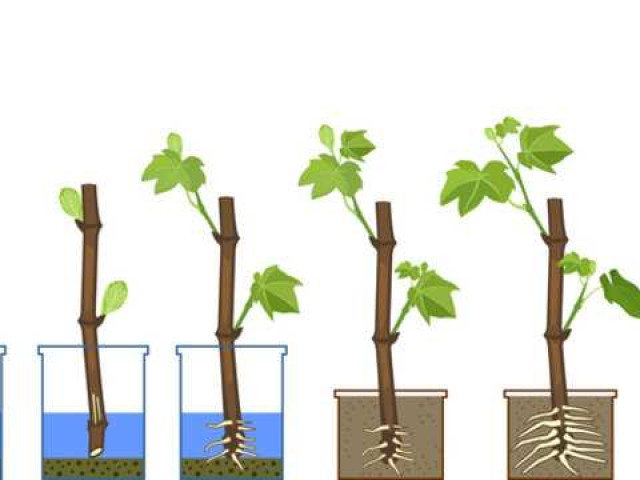 Методы размножения винограда зелеными черенками - секреты успешного выращивания виноградных растений