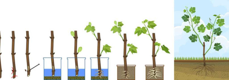 Методы размножения винограда зелеными черенками - секреты успешного выращивания виноградных растений
