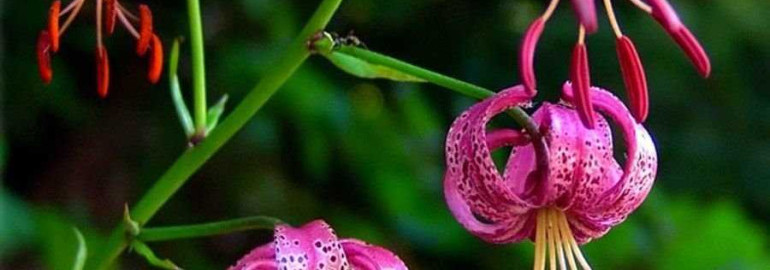 Секретные приемы выращивания восхитительных редких растений в садах России - откройте волшебный мир экзотики у себя дома!