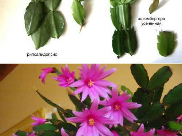 Растения рипсалидопсис и шлюмбергера - особенности выращивания, советы по уходу и разновидности