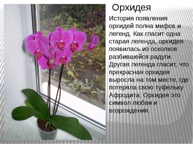 Родина уникальной орхидеи, покорившей сердца цветоводов по всему миру