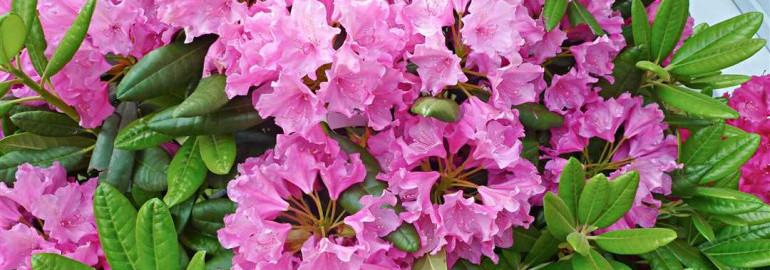 Рододендрон и азалия - в чем отличия и сходства этих прекрасных цветов?