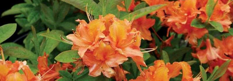 Рододендрон мандарин лайтс - роскошь и яркость в саду